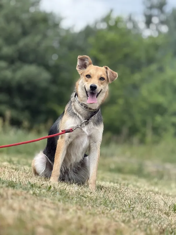 Pies do adopcji, Pieczyska, 7 lipca 2025 (4/4)