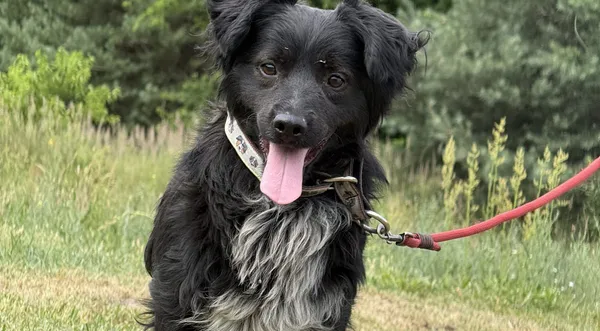 Pies do adopcji, Pieczyska, 7 lipca 2025 (1/5)