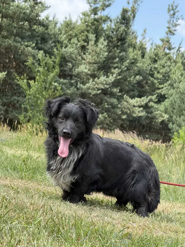 Pies do adopcji, Pieczyska, 7 lipca 2025 (2/5)