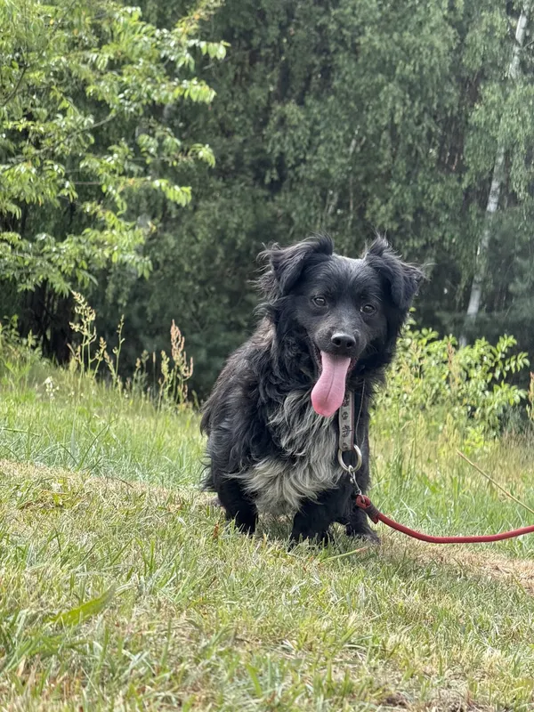 Pies do adopcji, Pieczyska, 7 lipca 2025 (5/5)