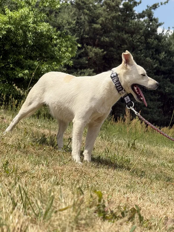 Pies do adopcji, Pieczyska, 7 lipca 2025 (3/4)