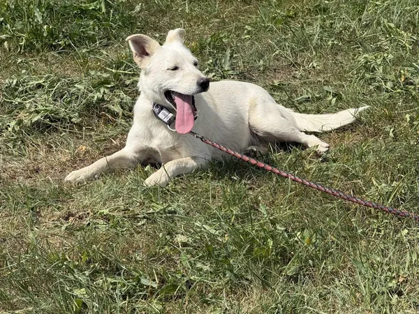 Pies do adopcji, Pieczyska, 7 lipca 2025 (4/4)