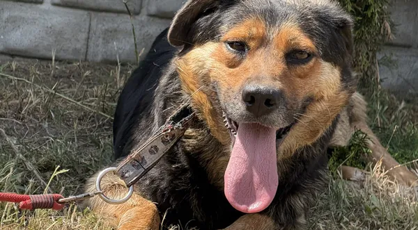 Pies do adopcji, Pieczyska, 7 lipca 2025 (1/3)