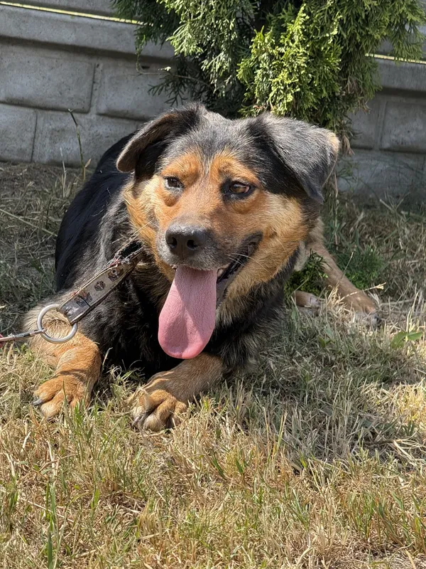 Pies do adopcji, Pieczyska, 7 lipca 2025 (2/3)