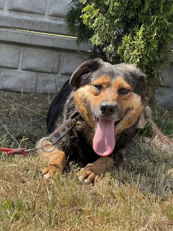 Pies do adopcji, Pieczyska, 7 lipca 2025 (3/3)