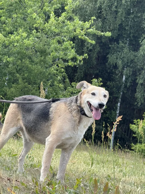 Pies do adopcji, Pieczyska, 7 lipca 2025 (3/4)