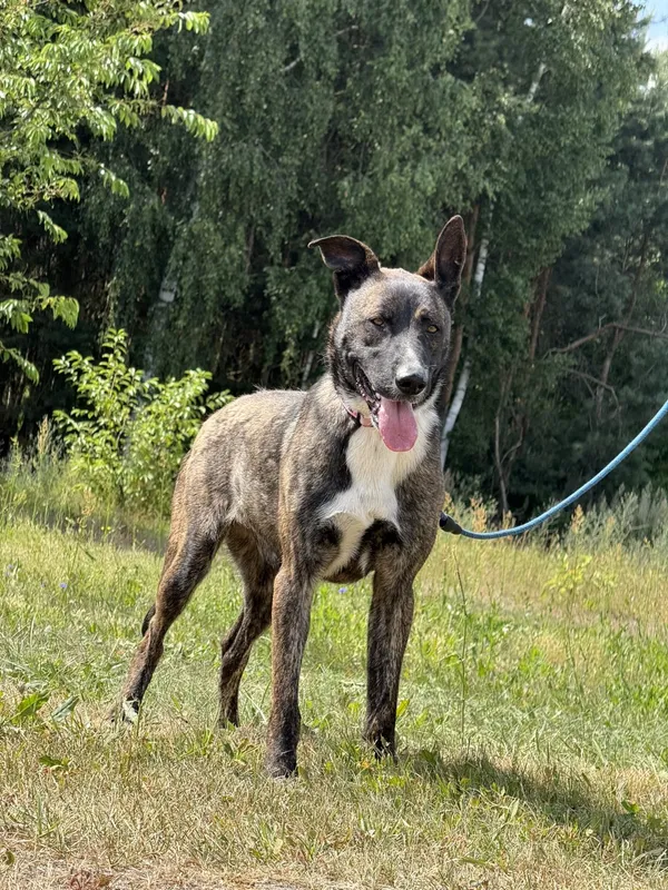 Pies do adopcji, Pieczyska, 7 lipca 2025 (2/4)