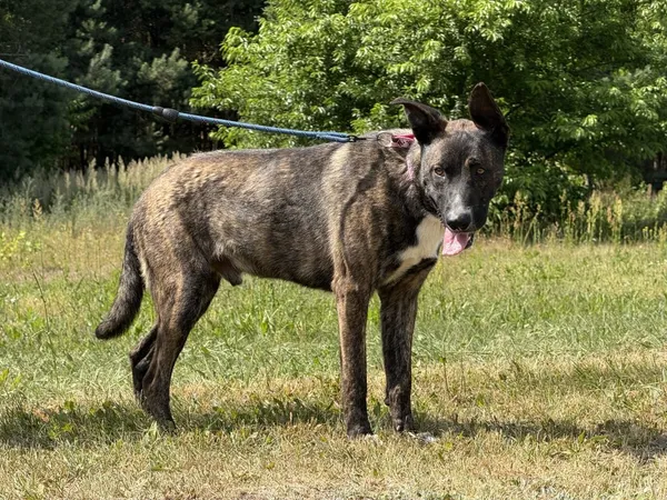 Pies do adopcji, Pieczyska, 7 lipca 2025 (3/4)