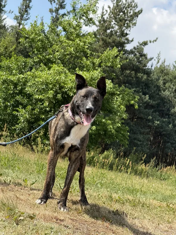 Pies do adopcji, Pieczyska, 7 lipca 2025 (4/4)