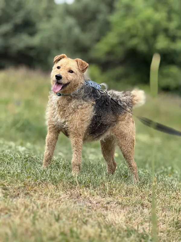 Pies do adopcji, Pieczyska, 7 lipca 2025 (5/5)