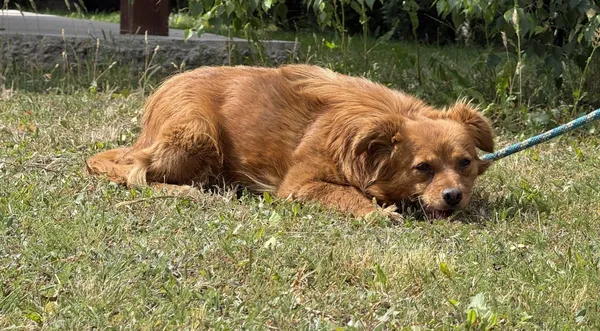 Pies do adopcji, Pieczyska, 7 lipca 2025 (1/3)