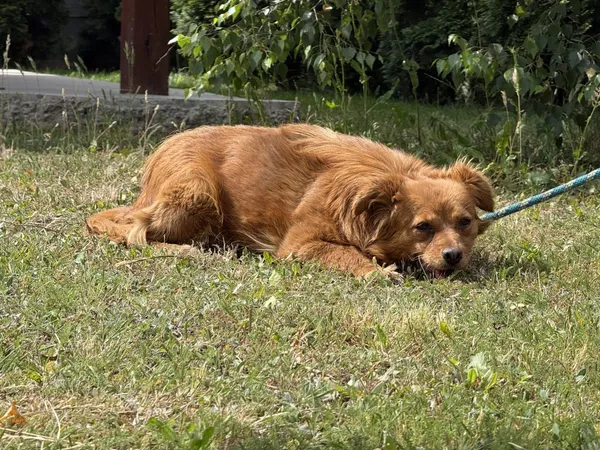 Pies do adopcji, Pieczyska, 7 lipca 2025 (2/3)