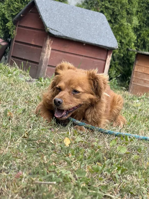 Pies do adopcji, Pieczyska, 7 lipca 2025 (3/3)