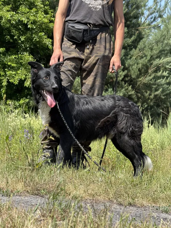 Pies do adopcji, Pieczyska, 7 lipca 2025 (3/4)