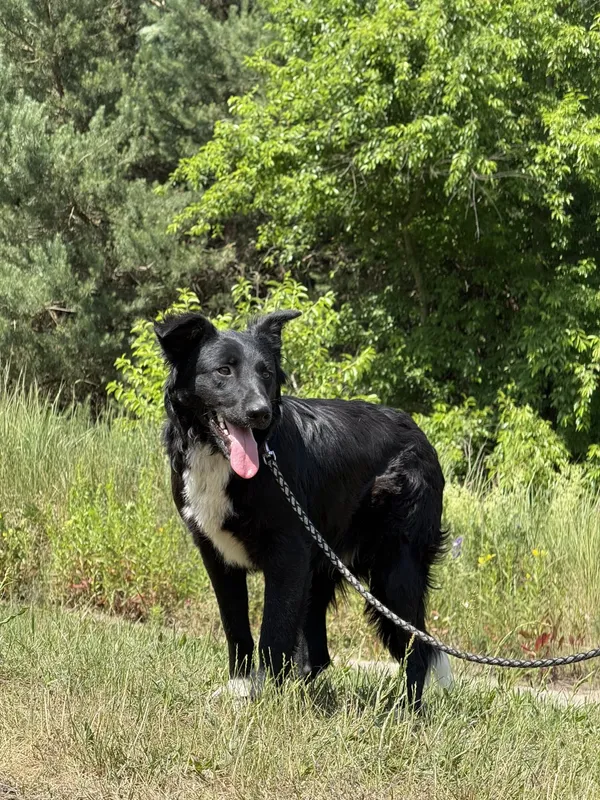 Pies do adopcji, Pieczyska, 7 lipca 2025 (4/4)