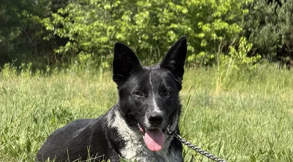 Pies do adopcji, Pieczyska, 7 lipca 2025 (1/5)