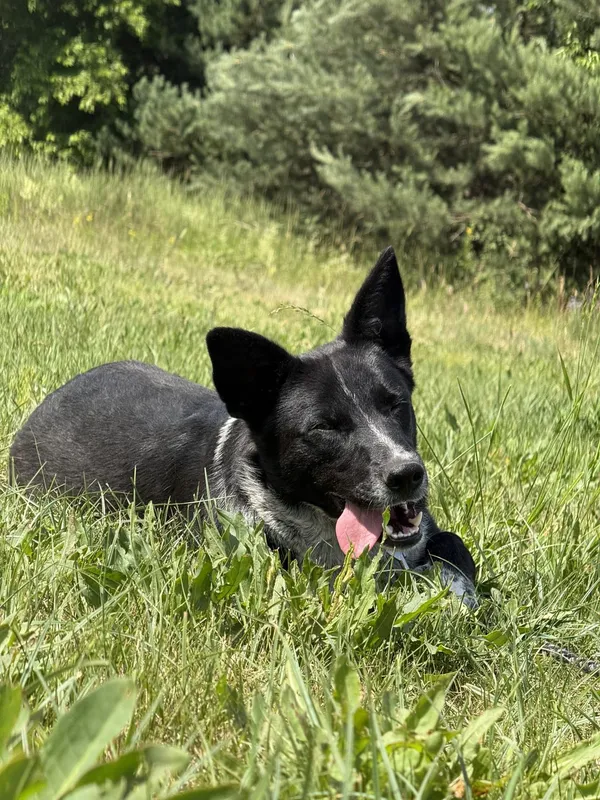 Pies do adopcji, Pieczyska, 7 lipca 2025 (2/5)