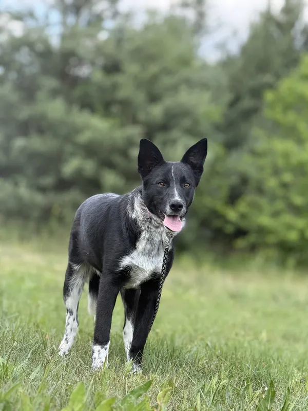 Pies do adopcji, Pieczyska, 7 lipca 2025 (4/5)