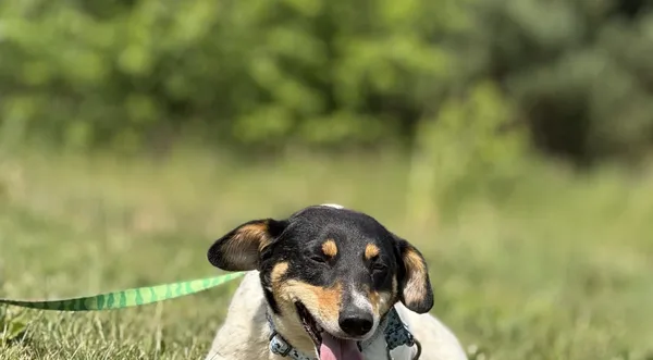 Pies do adopcji, Pieczyska, 7 lipca 2025 (1/2)