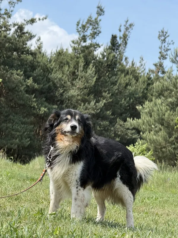 Pies do adopcji, Pieczyska, 7 lipca 2025 (2/3)