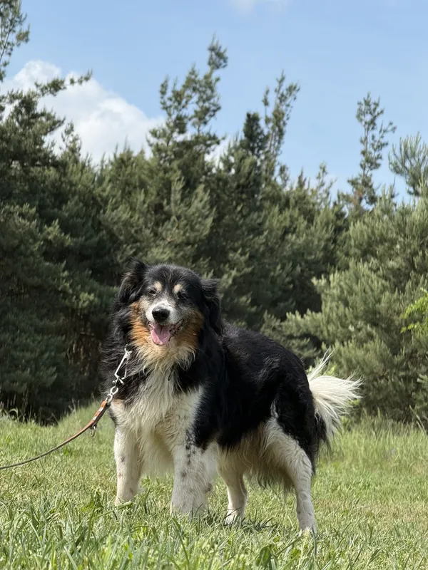 Pies do adopcji, Pieczyska, 7 lipca 2025 (3/3)