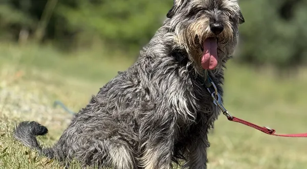 Pies do adopcji, Pieczyska, 7 lipca 2025 (1/3)