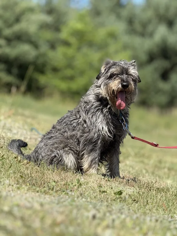 Pies do adopcji, Pieczyska, 7 lipca 2025 (2/3)