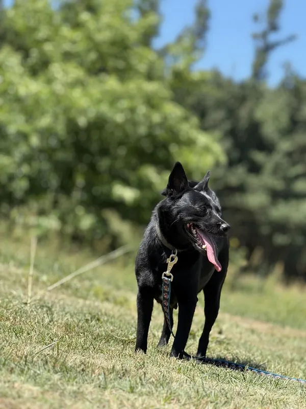 Pies do adopcji, Pieczyska, 7 lipca 2025 (2/5)