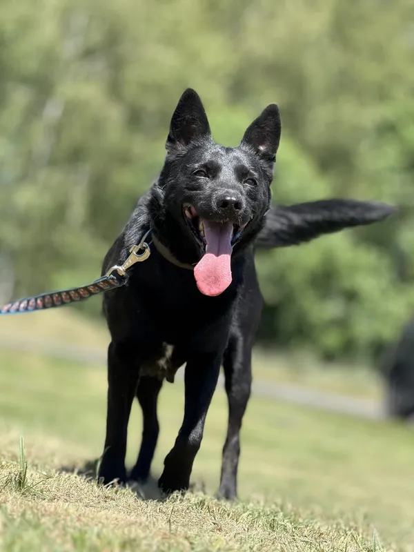 Pies do adopcji, Pieczyska, 7 lipca 2025 (4/5)