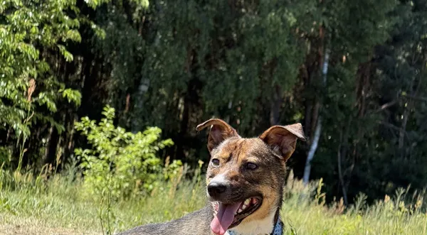 Pies do adopcji, Pieczyska, 7 lipca 2025 (1/4)