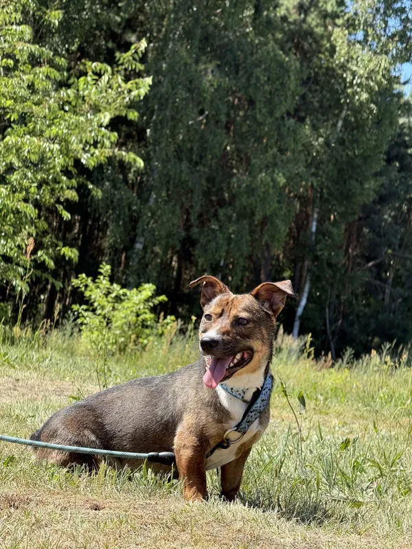 Pies do adopcji, Pieczyska, 7 lipca 2025 (2/4)