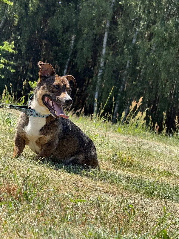 Pies do adopcji, Pieczyska, 7 lipca 2025 (4/4)