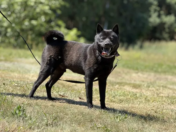 Pies do adopcji, Pieczyska, 7 lipca 2025 (2/5)