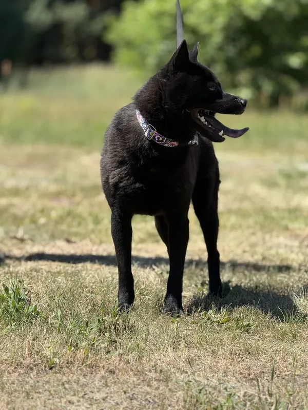 Pies do adopcji, Pieczyska, 7 lipca 2025 (4/5)