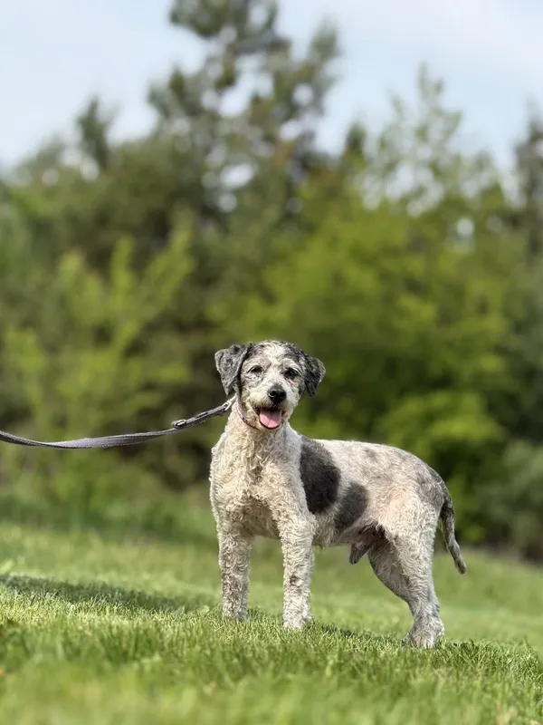 Pies do adopcji, Pieczyska, 7 lipca 2025 (2/4)