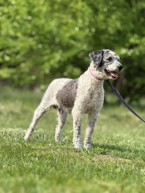 Pies do adopcji, Pieczyska, 7 lipca 2025 (3/4)