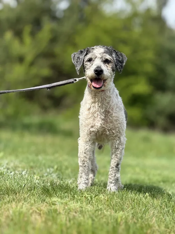 Pies do adopcji, Pieczyska, 7 lipca 2025 (4/4)