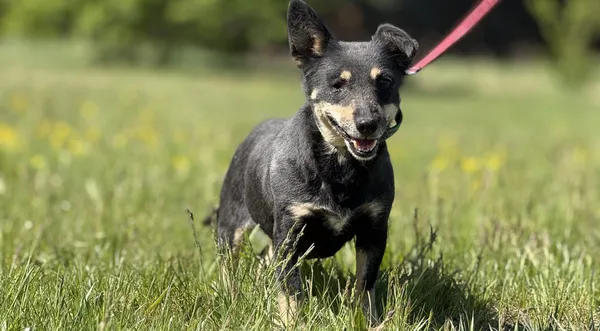 Pies do adopcji, Pieczyska, 7 lipca 2025 (1/4)