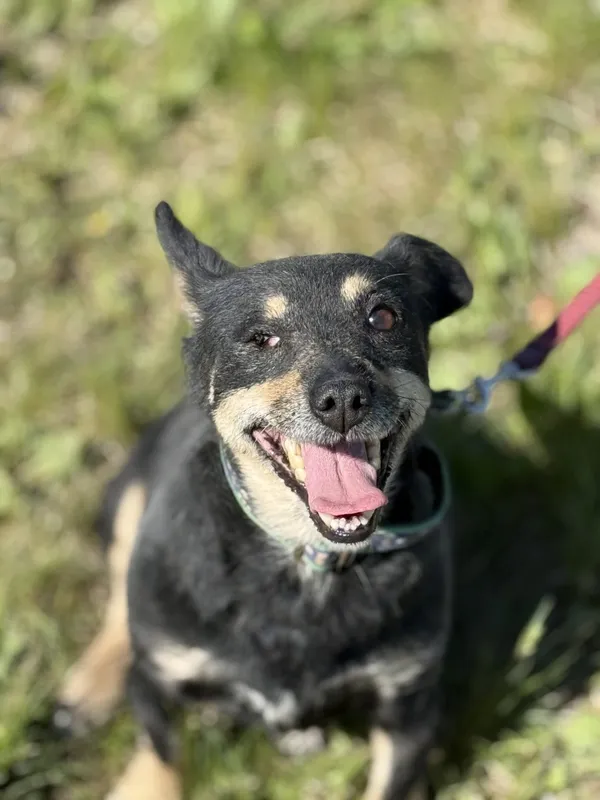 Pies do adopcji, Pieczyska, 7 lipca 2025 (3/4)