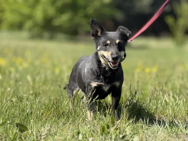 Pies do adopcji, Pieczyska, 7 lipca 2025 (4/4)