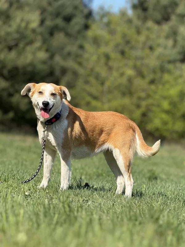 Pies do adopcji, Pieczyska, 7 lipca 2025 (2/5)