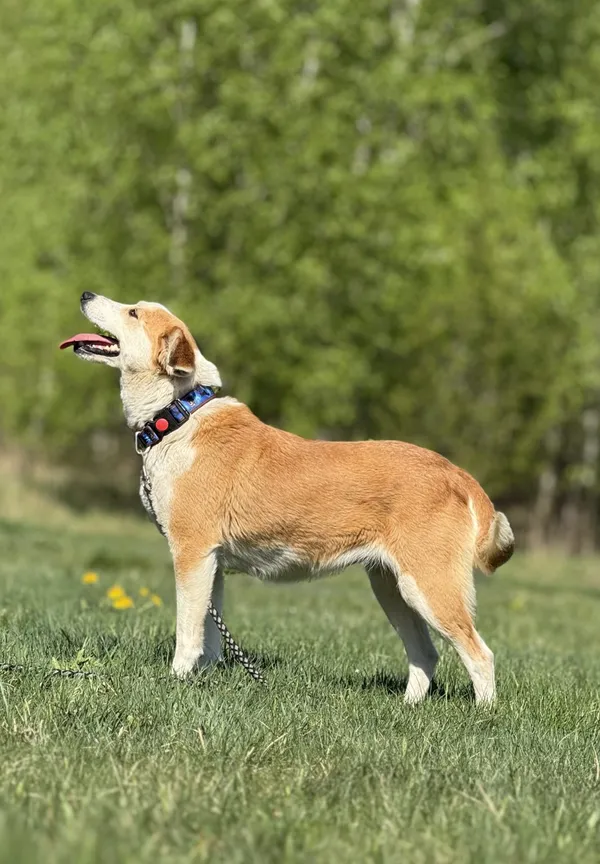 Pies do adopcji, Pieczyska, 7 lipca 2025 (3/5)