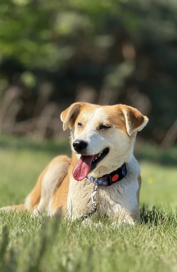 Pies do adopcji, Pieczyska, 7 lipca 2025 (4/5)