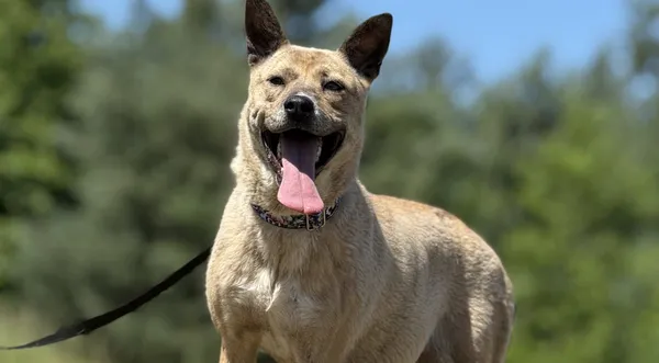 Pies do adopcji, Pieczyska, 7 lipca 2025 (1/4)