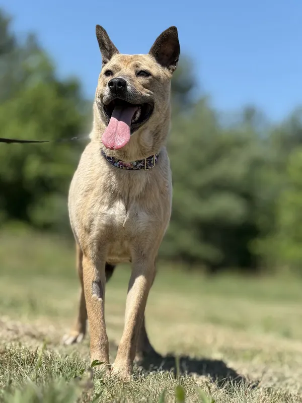 Pies do adopcji, Pieczyska, 7 lipca 2025 (3/4)