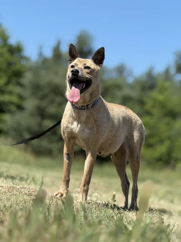 Pies do adopcji, Pieczyska, 7 lipca 2025 (4/4)