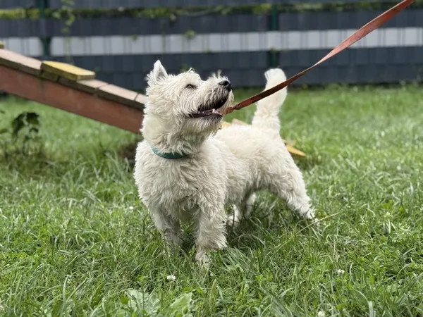 Pies do adopcji, Kraków, 23 czerwca 2025 (3/5)