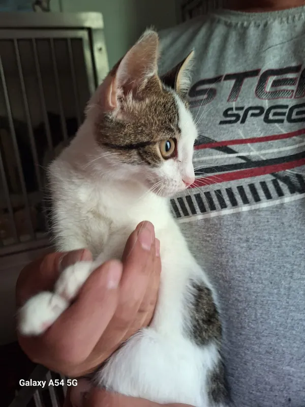 Kot do adopcji, Orzechowce, 7 lipca 2025 (1/5)