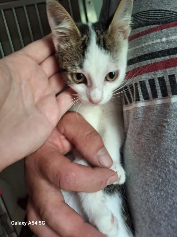 Kot do adopcji, Orzechowce, 7 lipca 2025 (2/5)