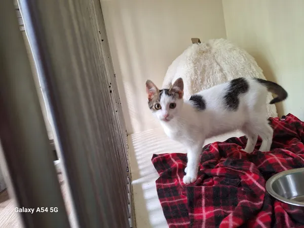 Kot do adopcji, Orzechowce, 7 lipca 2025 (3/5)